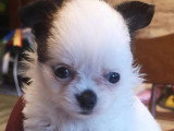 Chihuahuas des Petits Mickeys