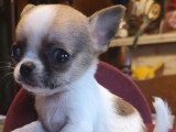 Chihuahuas des Petits Mickeys