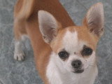 Chihuahuas des Petits Mickeys