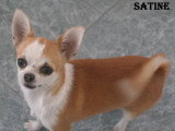Chihuahuas des Petits Mickeys
