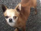 Chihuahuas des Petits Mickeys