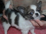 Chihuahuas des Petits Mickeys