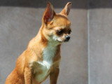 Chihuahuas des Petits Mickeys