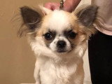 Chihuahuas des Petits Mickeys