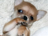 Chihuahuas des Petits Mickeys