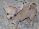 Chihuahuas des Petits Mickeys