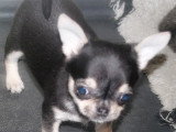 Chihuahuas des Petits Mickeys