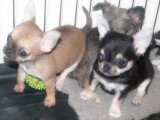 Chihuahuas des Petits Mickeys