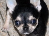 Chihuahuas des Petits Mickeys