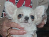 Chihuahuas des Petits Mickeys