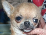 Chihuahuas des Petits Mickeys