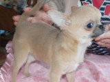 Chihuahuas des Petits Mickeys