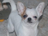 Chihuahuas des Petits Mickeys
