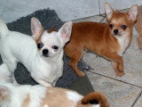 Chihuahuas des Petits Mickeys