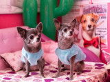 Chihuahua's Of Tierras Calientes