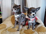Chihuahua's Of Tierras Calientes