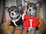 Chihuahua's Of Tierras Calientes
