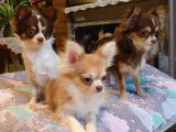 Chihuahua's Of Tierras Calientes