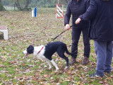 Club Canin de Chaumes en Brie