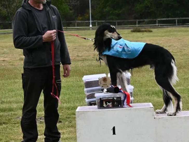 Club des Lévriers de Course de la Brie (CLCB)