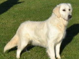 Centre canin Arguiller