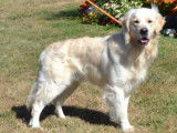 Centre canin Arguiller