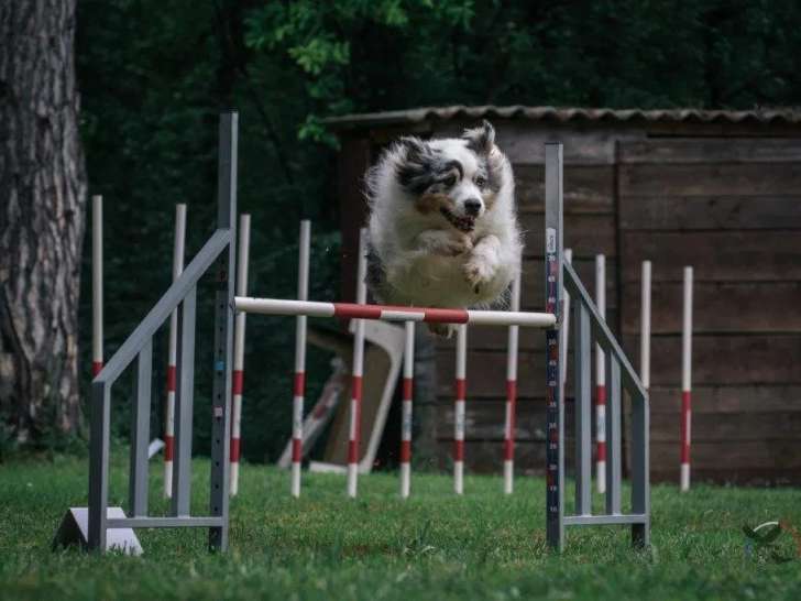 Sport et Éducation Canine du Sud Essonne