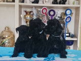 Trois bébés Kerry Blue Terrier de 1 mois et demi fraîchement toilettés