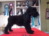 Un Kerry Blue Terrier de 2 mois
