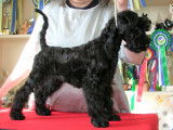 Un Kerry Blue Terrier de 3 mois