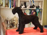 Un Kerry Blue Terrier de 4 mois