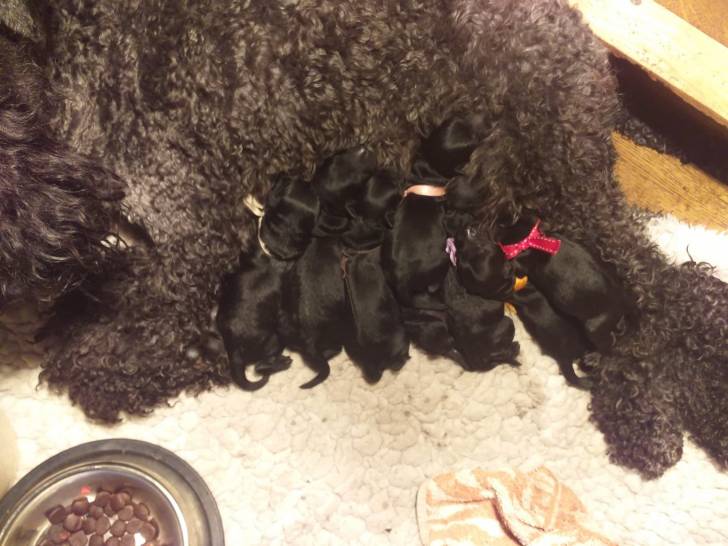Huit bébés chiens en train de téter