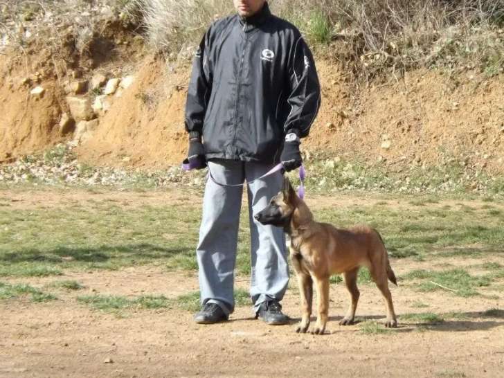 Club Cynophile Cévenol