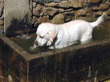 Au Village Du Chiot