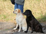 Labradors d'Overbeek