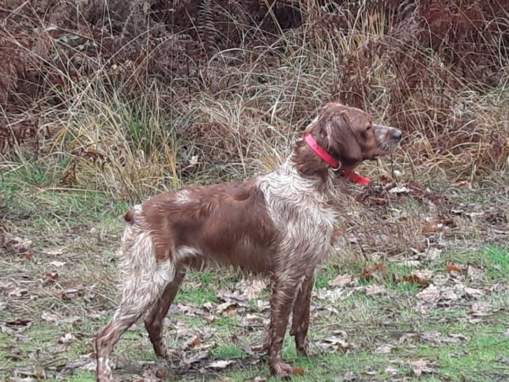 Des Caprices De Solmar