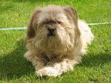 Les Lhassa Apso de la Vallée Aux Mille Fleurs