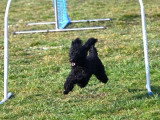 Club Canin de Pont A Mousson