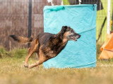 Club Canin de Pont A Mousson