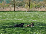 Club Canin de Pont A Mousson