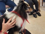 Club Canin de Pont A Mousson