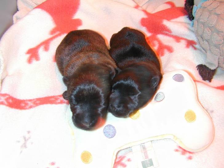 Deux bébés Scottish Terrier