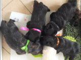 Les bébés Scottish Terrier en train de manger