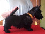 Le cadet de la fratrie Scottish Terrier