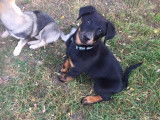 Club Canin de Charmes