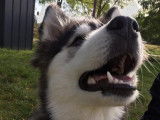 Club Canin de Charmes