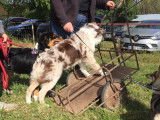 Club Canin de Charmes