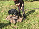Club Canin de Charmes