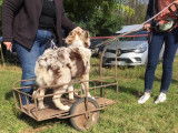 Club Canin de Charmes