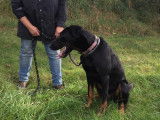 Club Canin de Charmes